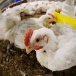 Gripe aviária: China suspende compra de carne de frango do Brasil