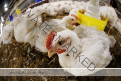 Gripe aviária: China suspende compra de carne de frango do Brasil