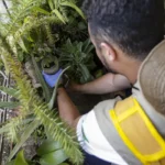 Atrapalhar ações de combate à dengue pode configurar crime