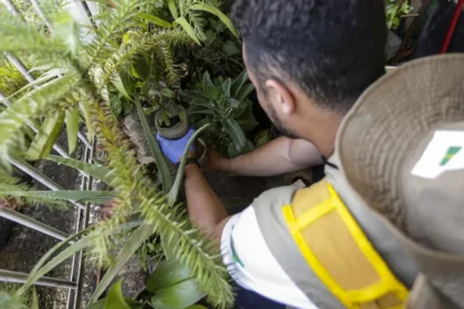 Atrapalhar ações de combate à dengue pode configurar crime