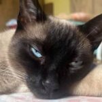 Gatos com sinais de envenenamento e espancamento em Campos