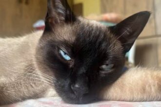 Gatos com sinais de envenenamento e espancamento em Campos