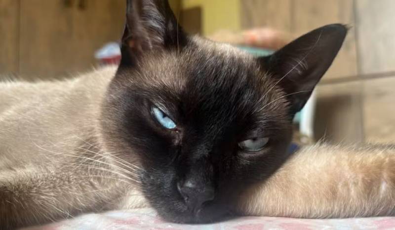 Gatos com sinais de envenenamento e espancamento em Campos