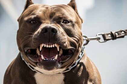 Bebê morre após ser atacado por pit bull enquanto dormia no litoral de SP