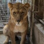 Laudo do IML aponta que Leoa atacou jovem pelo pescoço, mas não comeu o corpo