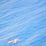 Helicóptero com oito tripulantes faz pouso de emergência no mar próximo a Cabo Frio