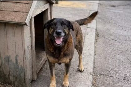 Governo cria decreto “Cão Orelha” para aumentar punições contra maus-tratos a animais