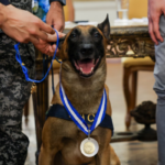 Cão Hulk é condecorado com Medalha Tiradentes após atuação histórica contra o tráfico