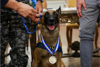Cão Hulk é condecorado com Medalha Tiradentes após atuação histórica contra o tráfico
